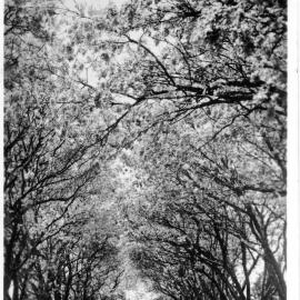 Jacaranda Avenue