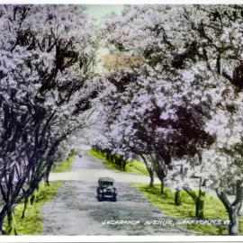 Jacaranda Avenue