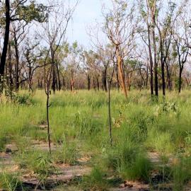 Four small trees almost in a line