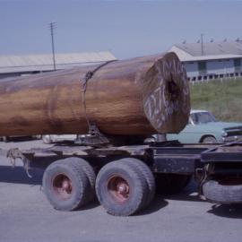 Felled timber in street parade, Coffs Jetty, 1964