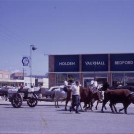 Bullock team in street parade, Coffs Harbour, 1967