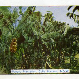 Banana plantation, c.1955