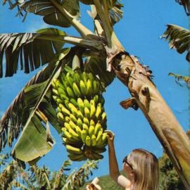 Mature bunch of bananas ready to be cut, c.1970