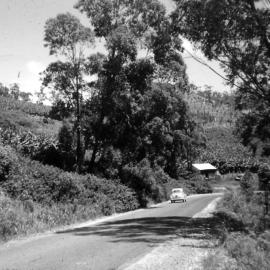 Road through banana plantation