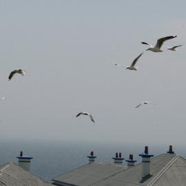 Seagulls and lightkeepers' cottages, South Solitary Island, 2007