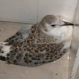 Chick, South Solitary Island, 2007