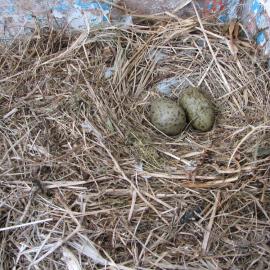 Bird nest & eggs, South Solitary Island, 2007