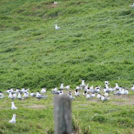 Terns & seagulls, South Solitary Island, 2007
