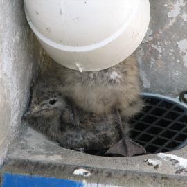 Chick sheltering under drainpipe, South Solitary Island, 2007