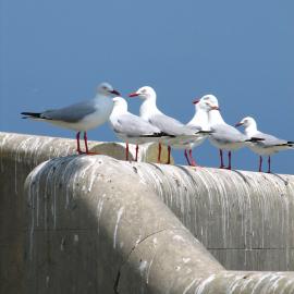 Seagulls on wall, South Solitary Island, 2007