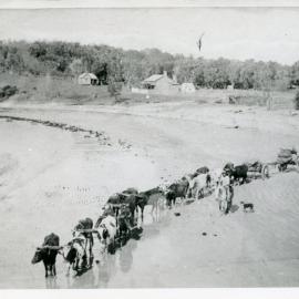 Casson's bullock team on Woolgoolga Beach, mid 1890s