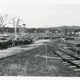 Bullock teams approaching the Woolgoolga Jetty beside BAT tramway tracks, August 1929