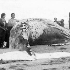 Whale on Red Rock Beach 1940