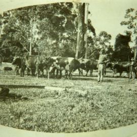 Bullock team at Boambee