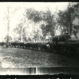 A team of Devon bullocks, 1904