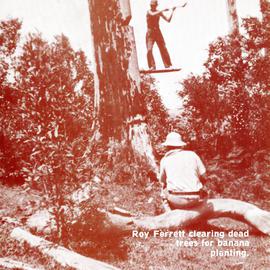 Roy Ferrett clearing trees for banana planting 