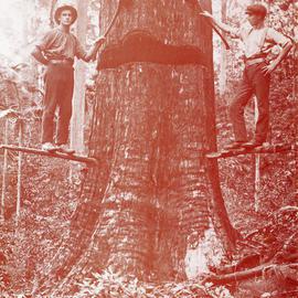 Harry Hartley and Arthur Anderson tree felling, c.1922
