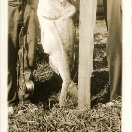 Snapper caught by Walter Shea, 9 October 1937 