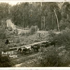 Bullock team at Red Hill, c.1910
