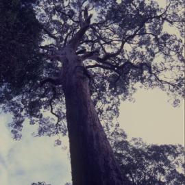 Tallowwood tree