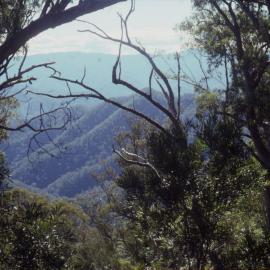 Forested hills, April 1995