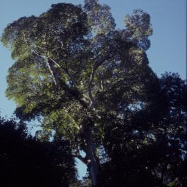 Tree, April 1995