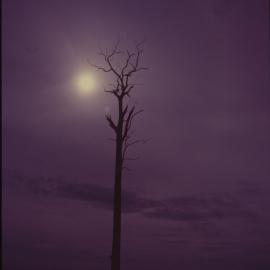 Sun and dead tree
