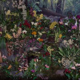 Orchid display, Coffs Harbour Orchid Festival, 1992