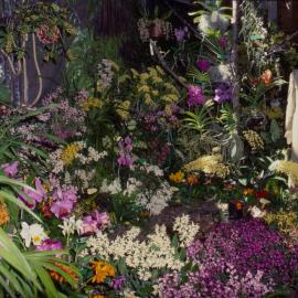 Orchid display, Coffs Harbour Orchid Festival, 1992