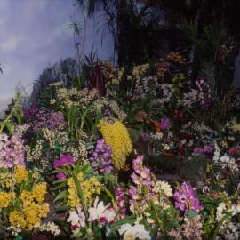 Orchid display, Coffs Harbour Orchid Festival, 1992