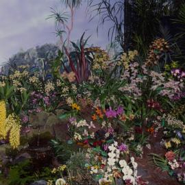 Orchid display, Coffs Harbour Orchid Festival, 1992