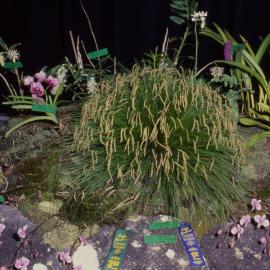 Orchid display, Coffs Harbour Orchid Festival, 1992