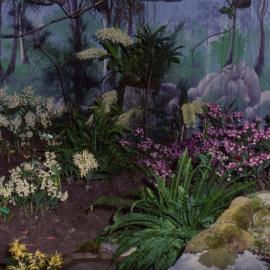 Orchid display, Coffs Harbour Orchid Festival, 1992