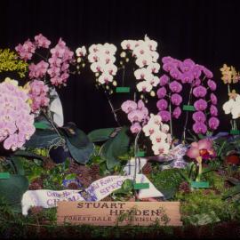 Stuart Heyden's champion orchid display, Coffs Harbour Orchid Festival, 1992
