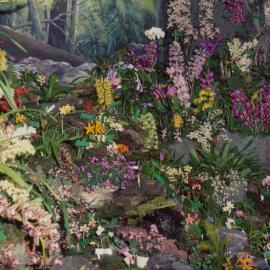 Woolgoolga Orchid Society's display, Coffs Harbour Orchid Festival, 1992