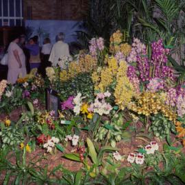 Orchid display, Coffs Harbour Orchid Festival, 1992