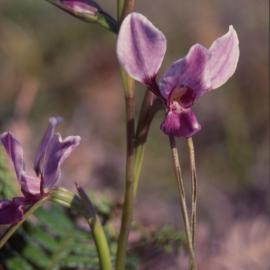 Pink orchid