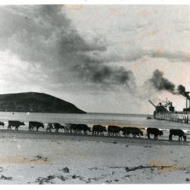Bullock team pulling a stranded boat on Jetty Beach, 1928