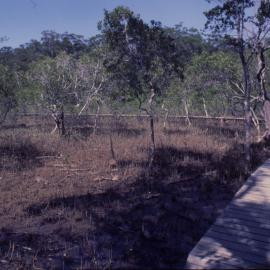 Mangrove Boardwalk, North Coast Regional Botanic Garden
