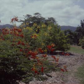 Garden beds, North Coast Regional Botanic Garden