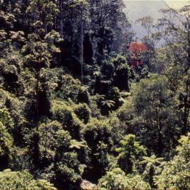 Rainforest canopy, Dorrigo