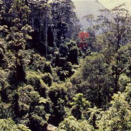 Rainforest canopy, Dorrigo