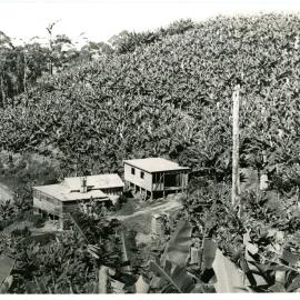 Grant's banana plantation with house and packing shed, 1956