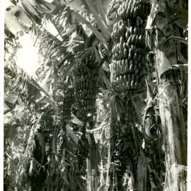 Grant's banana plantation, 1956
