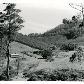 Red Hill near Jarrett's farm, c. 1960