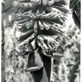 Flowering banana plant, 1950s
