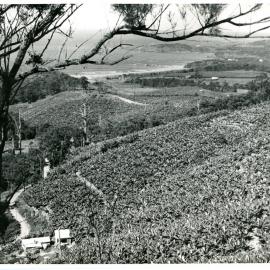 Grant's banana plantation with house and packing shed, late 1950s