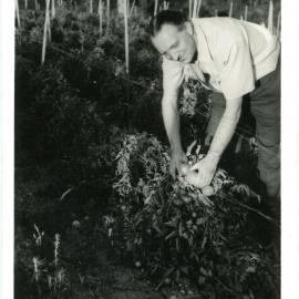 Picking tomatoes