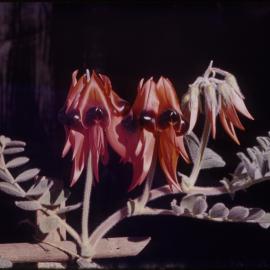 Sturt's Desert Pea