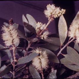 Melaleuca Flowers